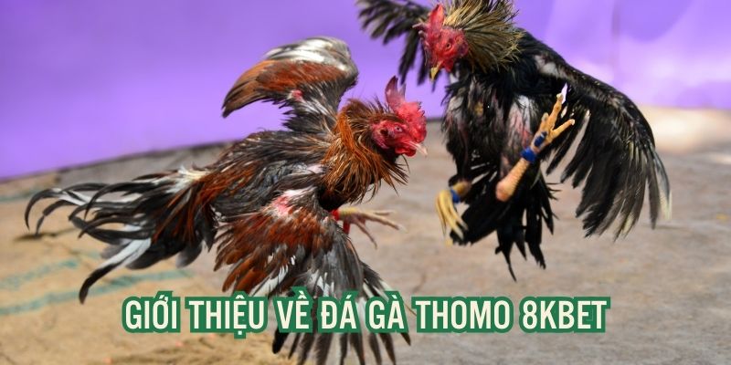 Đá Gà Thomo - Các Quy Định Và Luật Lệ Bạn Nên Biết Tại 8kbet